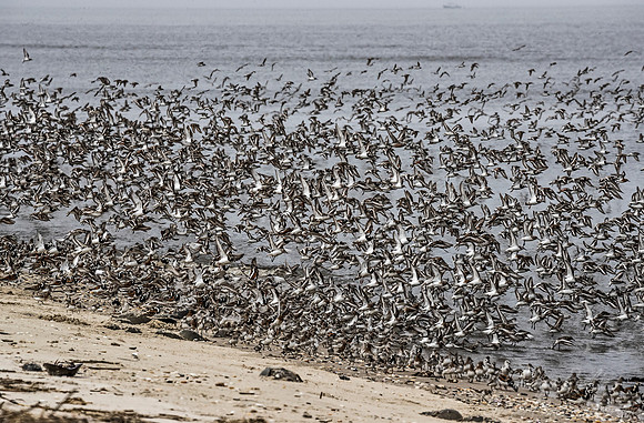 290 Shorebirds - NJ