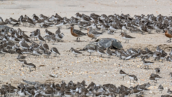 291 Shorebirds - NJ