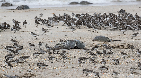 292 Shorebirds - NJ
