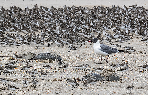 293 Shorebirds - NJ