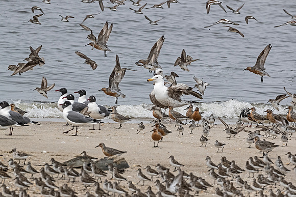 294 Shorebirds - NJ