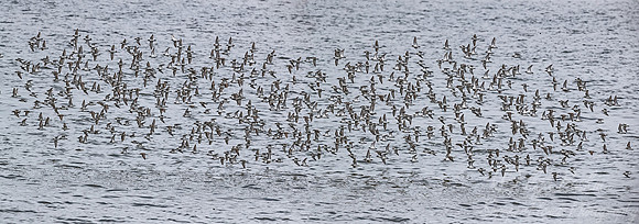 295 Shorebirds - NJ