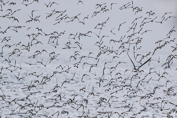 296 Shorebirds - NJ