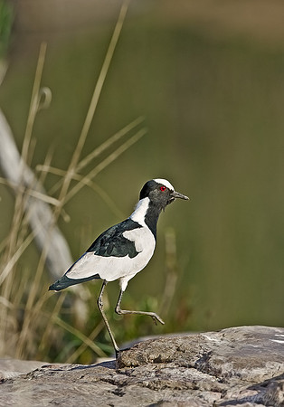 066 Blacksmith Lapwing - Tanzania