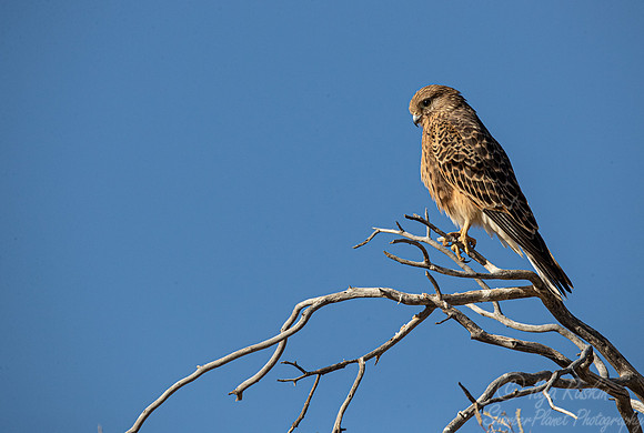 346 Greater kestrel (Falco rupicoloides) - Kagalagadi Transfrontier Park SA