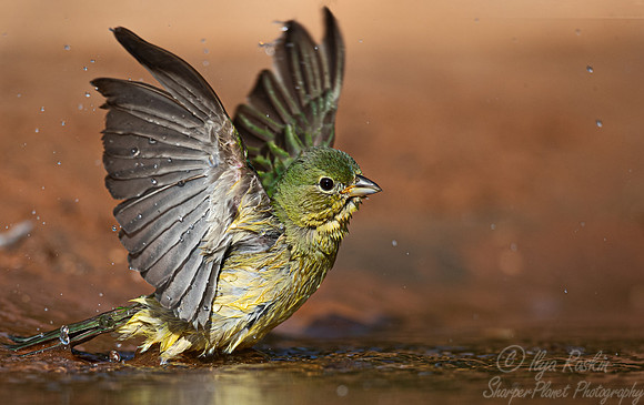 118 Painted bunting female (Passerina ciris) - TX