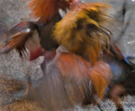 005 Cock fight - Ecuador