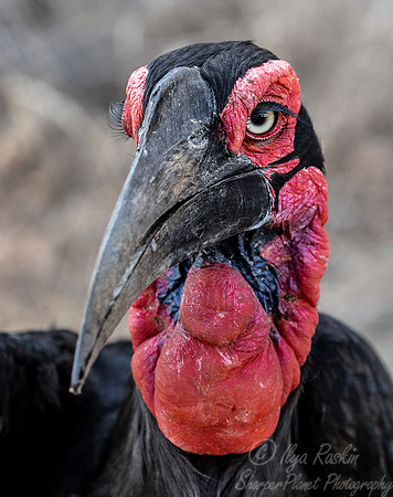 084 Southern Ground Hornbill (Bucorvus leadbeateri) - KNP South Africa