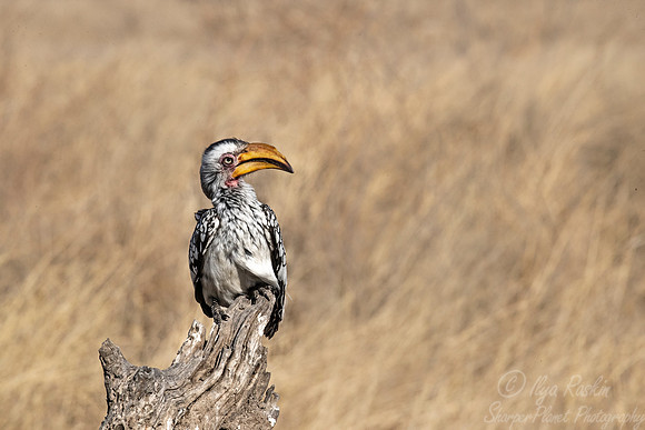 087 Yellow-billed Hornbill (Tockus leucomelas) - KNP South Africa