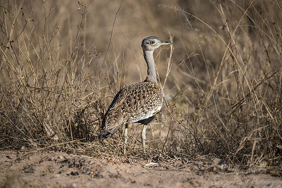 089 Red-crested Korhaan (Lophotis ruficrista) - KNP South Africa