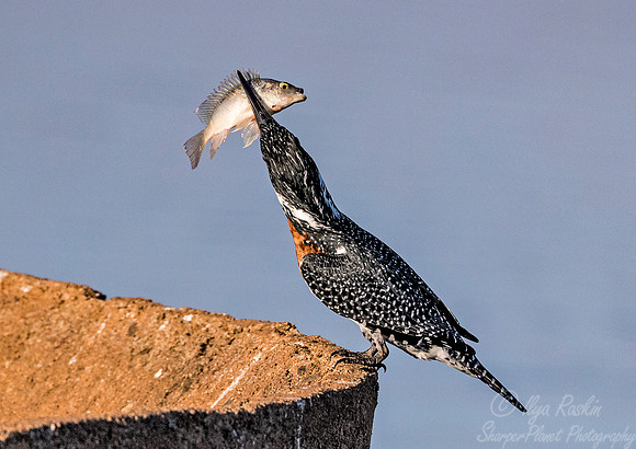 090 Giant Kingfisher (Megaceryle maxima) - KNP South Africa