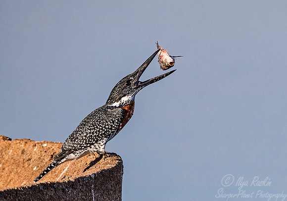 091 Giant Kingfisher (Megaceryle maxima) - KNP South Africa
