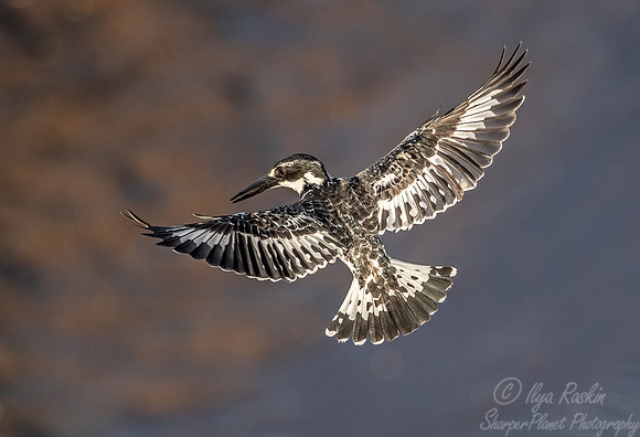 092 Pied Kingfisher (Ceryle rudis) - KNP South Africa