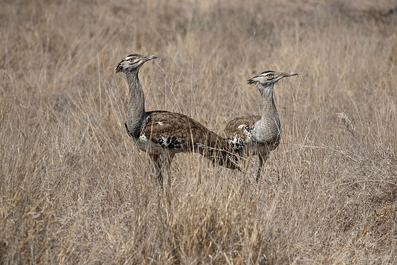 093 Kori Bustards (Ardeotis kori) - KNP South Africa