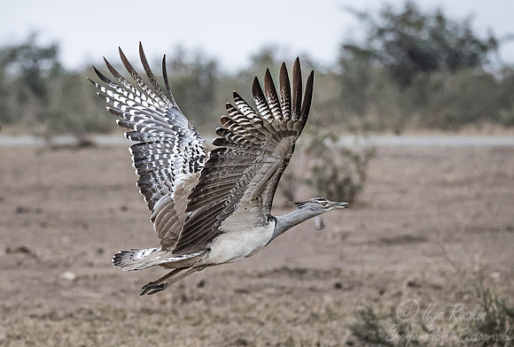 094 Kori Bustard (Ardeotis kori) - KNP South Africa