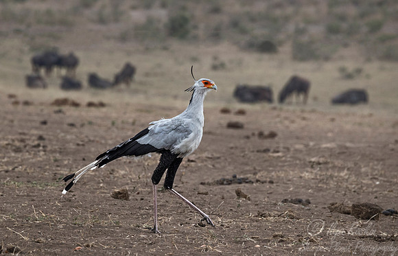 095 Secretary Bird (Sagittarius serpentarius) - KNP South Africa