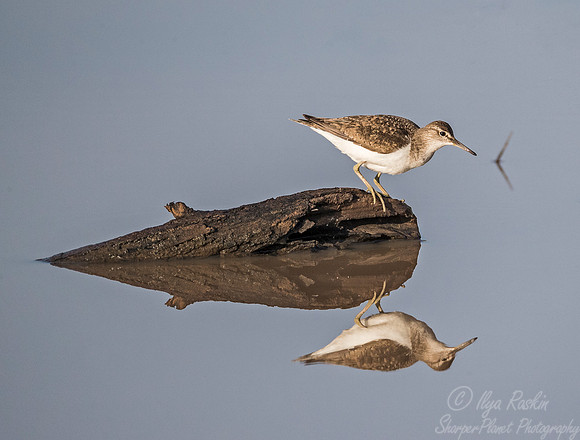 097 Common Sandpiper (Actitis hypoleucos) - KNP South Africa