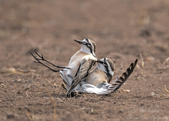 099 Kittlitz's plover (Charadrius pecuarius) - KNP South Africa