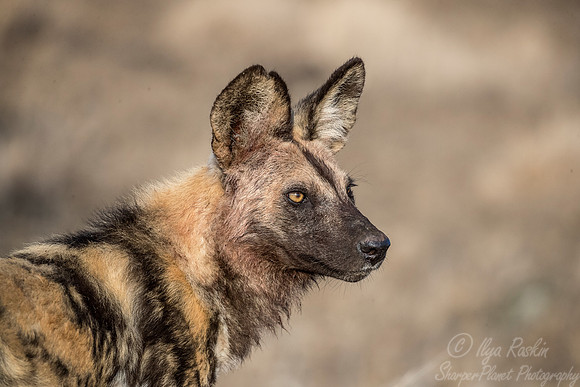 310 African Wild Dog (Lycaon pictus) - KNP South Africa
