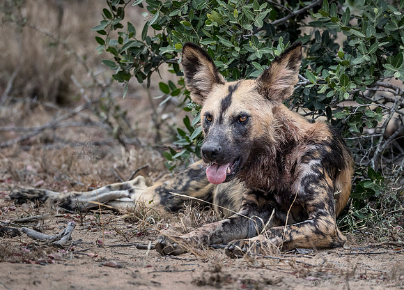 314 African Wild Dog (Lycaon pictus) - KNP South Africa