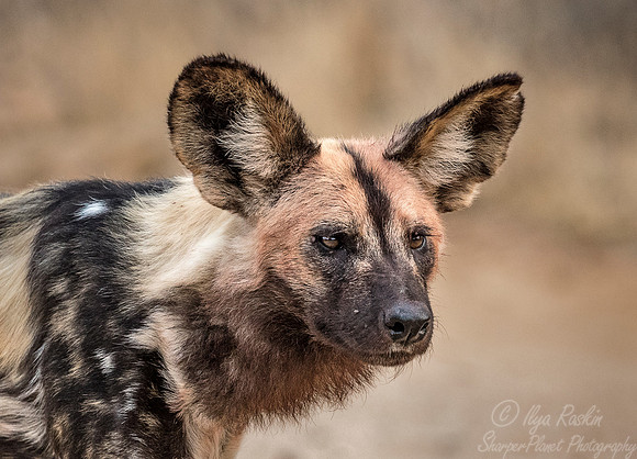311 African Wild Dog (Lycaon pictus) - KNP South Africa