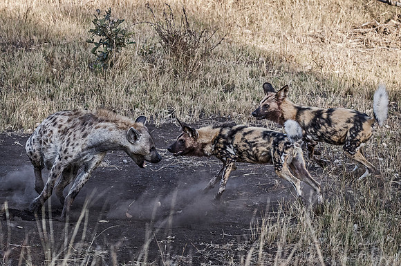 320 African Wild Dogs (Lycaon pictus) - KNP South Africa