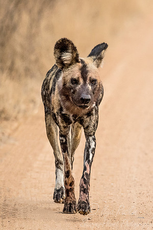 322 African Wild Dog (Lycaon pictus) - KNP South Africa