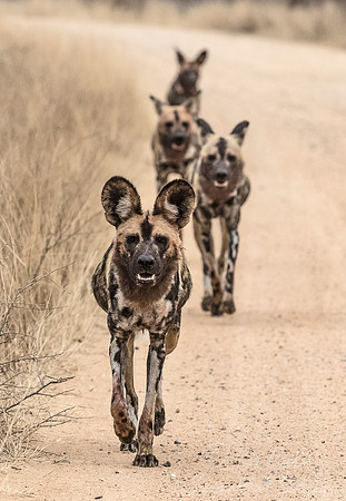 323 African Wild Dogs (Lycaon pictus) being harassed by elephants- KNP South Africa