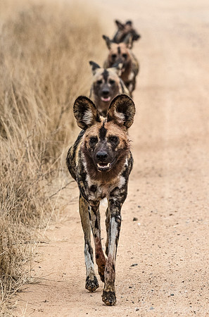 324 African Wild Dogs (Lycaon pictus) - KNP South Africa