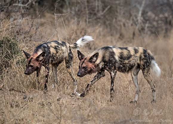 325 African Wild Dogs (Lycaon pictus) - KNP South Africa