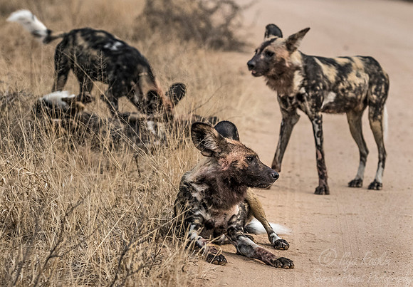 326 African Wild Dogs (Lycaon pictus) - KNP South Africa