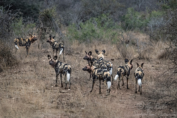 329 African Wild Dogs (Lycaon pictus) - KNP South Africa