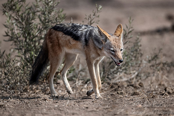 330 Black-backed Jackal (Canis mesomelas) - KNP South Africa