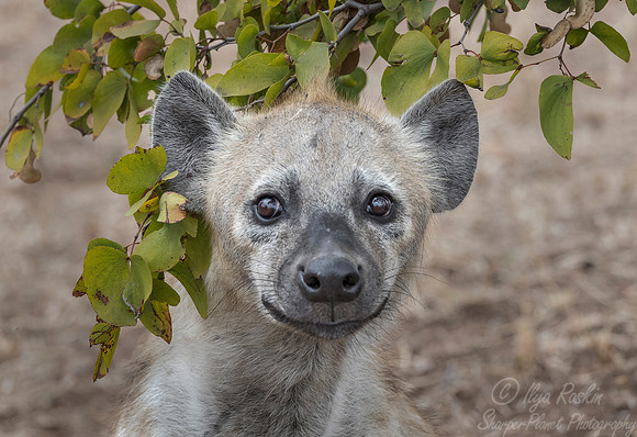 336 Spotted or Laughing Hyena (Crocuta crocuta) - KNP South Africa