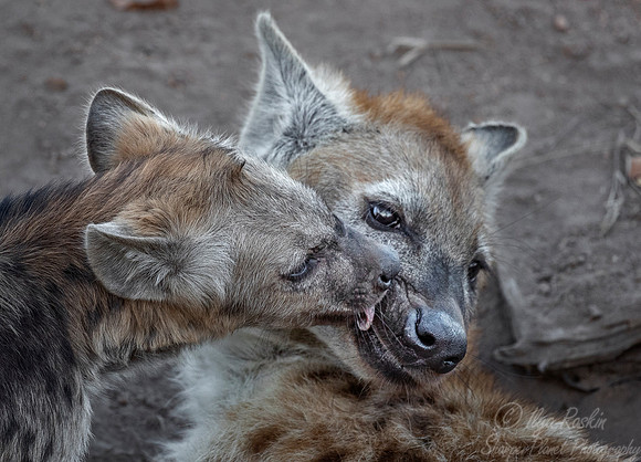 339 Spotted or Laughing Hyenas (Crocuta crocuta) - KNP South Africa