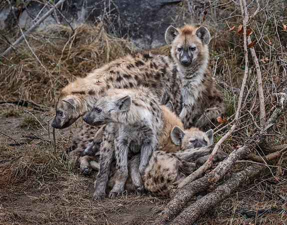 340 Spotted or Laughing Hyenas (Crocuta crocuta) - KNP South Africa