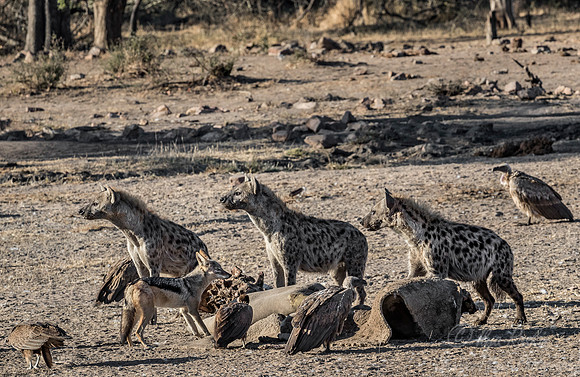 341 Spotted or Laughing Hyenas (Crocuta crocuta) - KNP South Africa