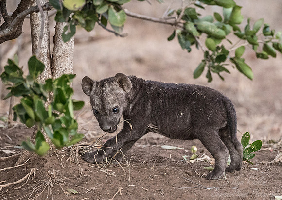 343 Spotted or Laughing Hyena cub (Crocuta crocuta) - KNP South Africa