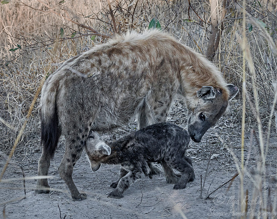 344 Spotted or Laughing Hyenas (Crocuta crocuta) - KNP South Africa