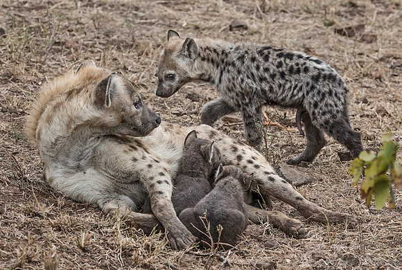 346 Spotted or Laughing Hyena with cubs (Crocuta crocuta) - KNP South Africa
