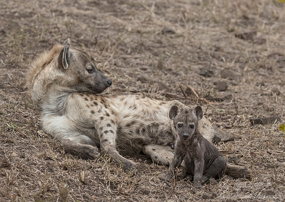 348 Spotted or Laughing Hyena with a cub (Crocuta crocuta) - KNP South Africa