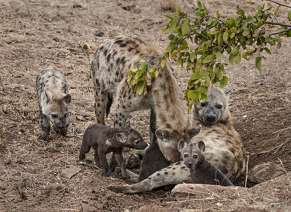 350 Spotted or Laughing Hyenas with cubs (Crocuta crocuta) - KNP South Africa