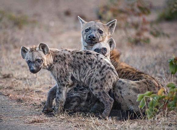 352 Spotted or Laughing Hyena with cubs (Crocuta crocuta) - KNP South Africa