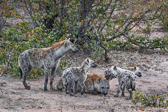 353 Spotted or Laughing Hyenas with cubs (Crocuta crocuta) - KNP South Africa