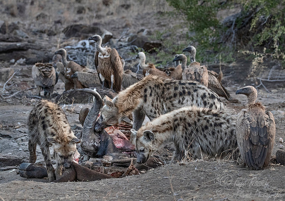 331 Spotted or Laughing Hyenas (Crocuta crocuta) - KNP South Africa