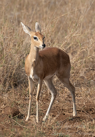 242 Steenbok (Raphicerus campestris) - KNP South Africa