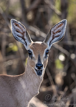 243 Steenbok (Raphicerus campestris) - KNP South Africa