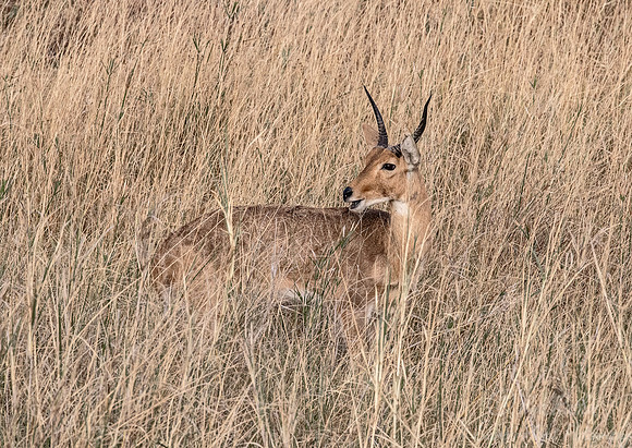 248 Common Reedbuck (Redunca arundinum) - KNP South Africa