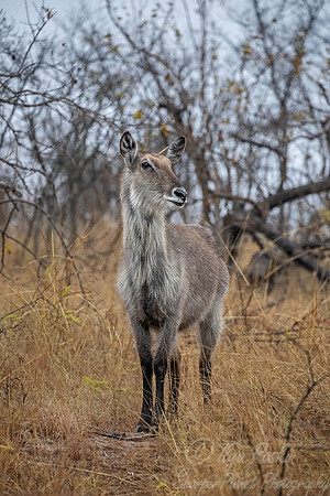 249  Common Waterbuck (Kobus ellipsiprymnus) - KNP South Africa