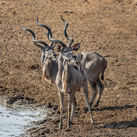 253 Greater Kudu (Tragelaphus strepsiceros) - KNP South Africa